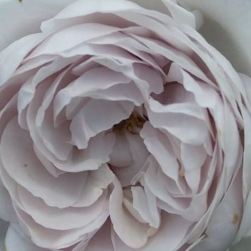 Rosa Griselis™ - rosa de fragancia discreta - Árbol de Rosas Floribunda - rosal de pie alto - púrpura - Dominique Massad- forma de corona tupida - Rosal de árbol con multitud de flores que se abren en grupos no muy densos.